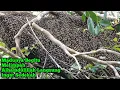 Download Lagu Madunya Begitu Melimpah, Alhamdulillah Langsung Ingat Sedekah #bee#honey#lebah#hutan#panenmaduhutan
