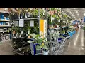LOWES AFTER NEW YEAR HOUSEPLANT 75 OFF MORE CLEARANCE SALE TOUR 1 BIG BOX CLEARANCE PLANTS