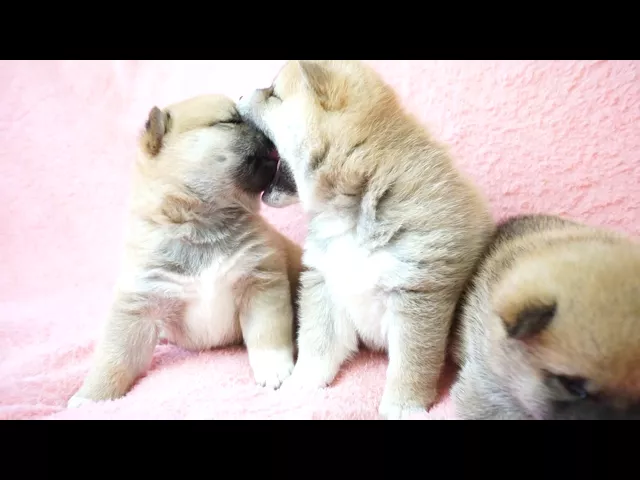 動画