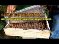 Download Lagu INI CARA PELETAKAN KOLONI LEBAH YG TEPAT.#lebah #trigona #stinglessbee