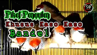 Download Suara Pikat Panggilan Khusus Burung Kaso Kaso bandel MP3