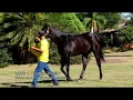 LOTE 01 - BLACK TIGER