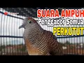 Lagu PERKUTUT LOKAL GACOR SUARA AMPUH BIKIN NYAUT CEPAT