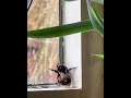 Download Lagu Honey Bee Shakes Her Stinger #shorts #fyp #memes #funny #viral