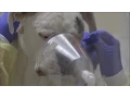 Dogs Hit By Flu Strain Vets Urge Shots