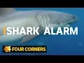 Why are shark attacks on the rise and how can we stop them 2016 Four Corners