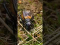 Download Lagu Cricket sound ( Insect ) | Chirping Cricket ( part 2 )