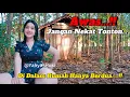 Download Lagu Tanpa Sensor..!!Tinggal Di Hutan Tersembunyi Janda Bohay Sendirian Rumah Tua DiPedalaman Terpencil🇮🇩