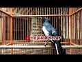 Lagu suara BURUNG kacer GACOR ngeplong KONSLET Tarung ini Paling Ampuh buat PANCINGAN KACER agar EMOSI