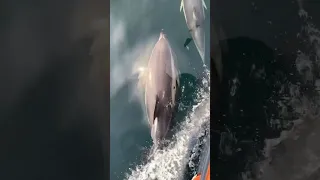 Dolphins 🐬