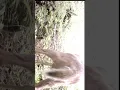 Download Lagu White Tail Deer Rub Urination Behavior Peeing Up Close Fawn Sniffs #Shorts
