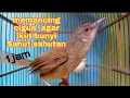 Download Lagu 1 jam suara ciblek gunung memanggil teman Lawan AMPUH untuk memancing cigun malas bunyi