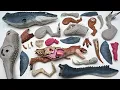 3 Dinosaurs Anatomy Play | Tyrannosaurus Rex, Indominus, Mosasaurus