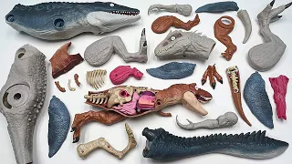 3 Dinosaurs Anatomy Play Tyrannosaurus Rex Indominus Mosasaurus