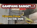 Lagu GAMPANG BANGET BIKIN PIJANTUNG PISANG JADI GACOR DOR
