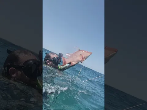 Catch and Eat a Hog Fish in the Bahamas 🌴