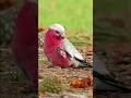 Download Lagu Let's know About a Pretty Bird: Australian Galah
