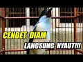 Download Lagu MASTERAN CENDET GACOR DOR 100% AMPUH BIKIN PENTET CEPAT GACOR DOR, JERNIH !!!
