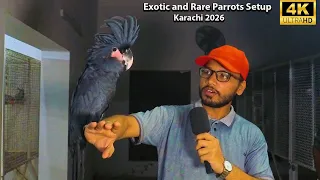 Rare and Exotic Parrots Setup Karachi 2026 Macaw and Mutation Alexander and other Rare Breeds