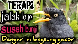 Download TERAPI AMPUH ‼️ Masteran Jalak Kebo,Untuk Jalak Yang Loyo Susah Bunyi MP3