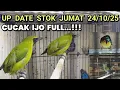 UP DATE STOK JUMAT 24/10/2025❗❗❗ CUCAK IJO FULL❗❗❗