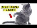 Why Do Cats Like Being Slapped On The Bottom My cat likes being spanked - Guide for Beginners