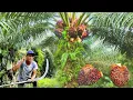 Download Lagu Cap triple 111 MP3