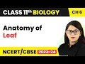 Anatomy of Leaf - Anatomy of Flowering Plants Class 11 Biology