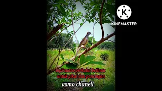 suara perkutut betina memanggil jantan cocok untuk pikat dan pancingan