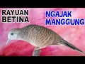 Download Lagu Suara burung Perkutut BETINA memanggil jantan
