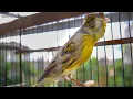 Download Lagu Canary Song - Spanish Timbrado Classico - Hadiah untuk Teman