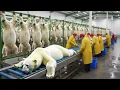 Lagu Inside the Polar Bear Leather Factory–Million-Dollar Products Are Made from  Polar Bear Skin