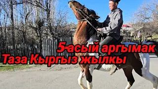 Таза Кыргыз жылкы чыкты сатылат тел:0226187323