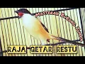 Masteran Cendet Raja Getar Restu || Masteran Komplit Cendet Juara