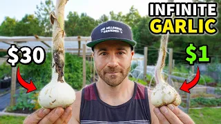 $1 vs $30 Garlic: How to Grow INFINITE Garlic for Nearly FREE!