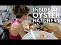 How oysters are grown in hatcheries - Oyster Seed Holdings Aquaculture Tour
