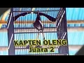 Download Lagu DUNIA KICAU : Kacer Kapten Oleng Juara 2 Di Latber Marsya Ceria Teluk Keramat