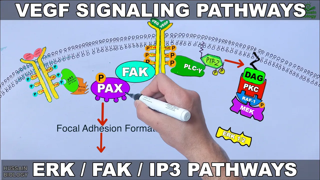 VEGF Signalling Pathways