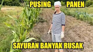 PERSIAPAN PANEN ! BIKIN PUSING BANYAK SAYURAN GAGAL PANEN