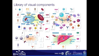 New features for enhanced pathway visualization Dr K Sidiropoulos 17