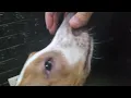 Border Collie and Treeing Walker Coonhound having fun - 25