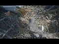 It s hard This one hurts FOBBV reacts to death of beloved bald eagle Jackie