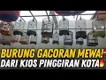 Lagu BUSSET MEWAH BENER ‼️ STOK BURUNG GACORAN DI KIOS PINGGIRAN KOTA JAKARTA INI! PANTES DICARI🔥