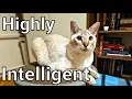 Are Lynx point Siamese cats smart - 10 facts about Lynx point Siamese cats