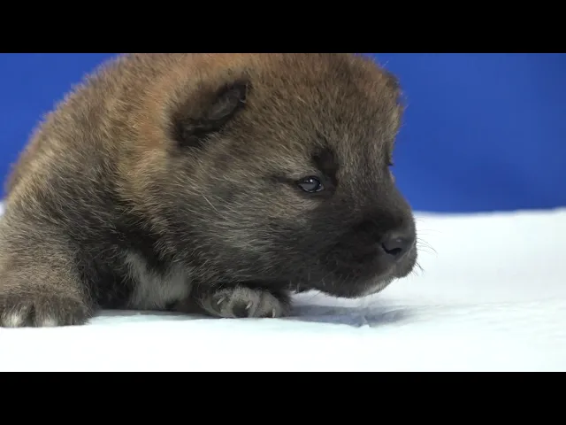 動画