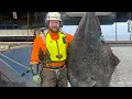 Download Lagu Atlantic Viking trawling the Barents Sea