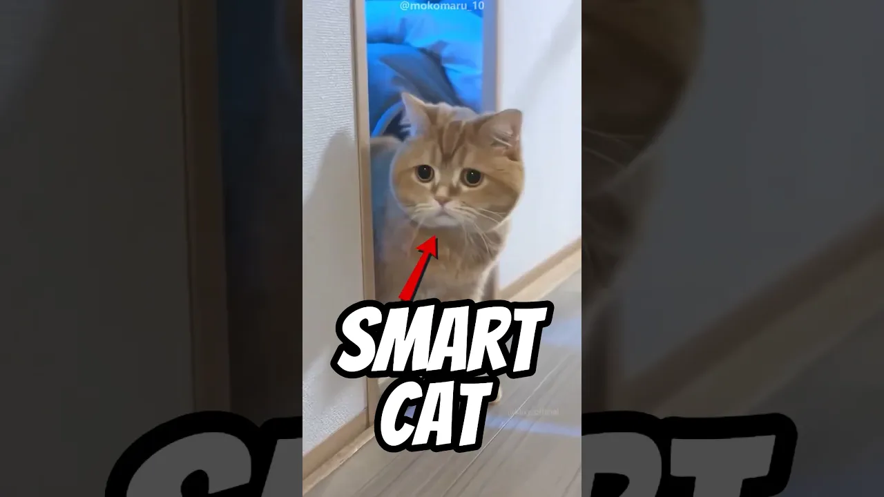 Smart Cat!
