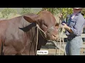 Classification in Action Assessing Santa Gertrudis Australia Bulls