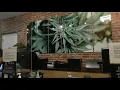 First recreational marijuana dispensary in Atlantic City opens