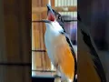 Download Lagu Burung Cendet Gacor Dor